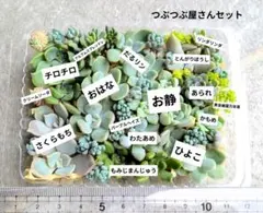 多肉植物 カット苗 つぶつぶ屋さんセットのサムネイル