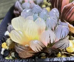 ハオルチア　オブツーサ錦