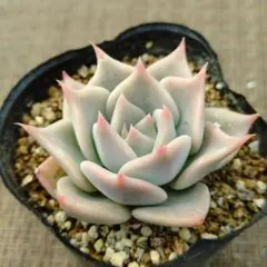 juliana×chihuahuaensis RB多肉植物抜き苗うにのサムネイル