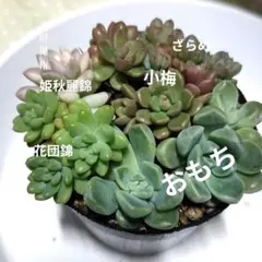 つぶつぶ多肉　多肉寄せ植え　つぶつぶ屋さん多肉