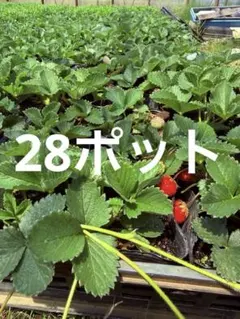 【イチゴ農家直送】ジャンボいちご苗 28ポット セット 在庫限り！ イチゴ農家直送】ジャンボいちご苗 28ポット セット 在庫限り！ - メルカリ