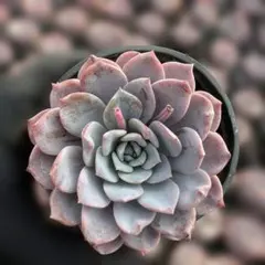 Top【選抜株】多肉植物　361681アガボイデス　12個　鉢無し/脱土 Top【選抜株】多肉植物 361681アガボイデス 12個 鉢無し/脱土 - メルカリ