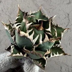 2026年最新】地獄猫 アガベの人気アイテム - メルカリ