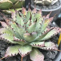 2026年最新】アガベ ハイブリッドの人気アイテム - メルカリ