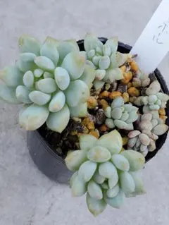 まりりん様 リクエスト 2点 まとめ商品