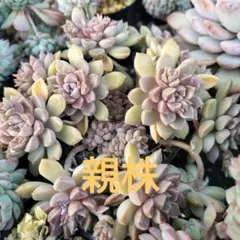 多肉植物だるま姫秀麗×メキシコミニマ抜き苗♡*.゜可愛く群生してます❤︎❤︎❤︎