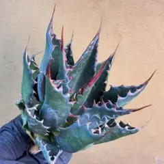 2026年最新】アガベ イランの人気アイテム - メルカリ