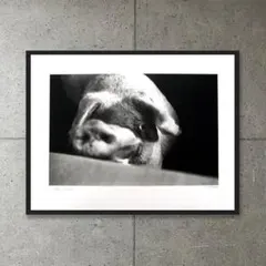 額装品/Animal I/マキシムゴダール/限定65枚/サイン・ナンバリング入/