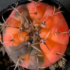 サボテン ギムノカリキウム 守殿玉錦ハイブリッド(国内実生苗です)のサムネイル