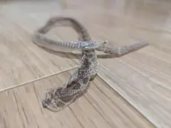 스네이크 엠티 쉘 럭키 참