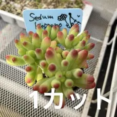 このみん様 リクエスト 4点 まとめ商品