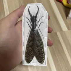 g*e様 オオキバヘビトンボ　標本　展翅済み 昆虫標本 特大オオキバヘビトンボ 開翅192mm超え 展翅・展足済み