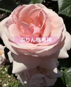 ぷりん様専用
