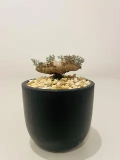 2026年最新】サルコカウロン ムルチフィズムの人気アイテム - メルカリ