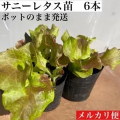 2026年最新】レタス苗の人気アイテム - メルカリ