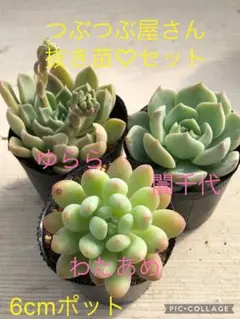 tomo様 リクエスト 2点 まとめ商品