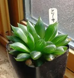 ハオルチア レツーサHybrid 大株の美株 現物