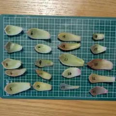 多肉植物 エケベリアなど 葉挿しの葉20枚セット