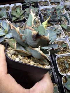 アガベ　オテロイ　実生⑯ 超選抜株　おすすめ株 鉢ごと発送 アガベ オテロイ 実生⑯ 超選抜株 おすすめ株 鉢ごと発送 - メルカリ