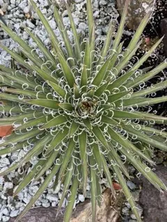 2026年最新】耐寒性アガベの人気アイテム - メルカリ