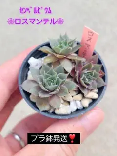 .*✿センペルビウム・ロスマンテル♡ॢ*‧˚ 【お写真現物を鉢発送！】のサムネイル