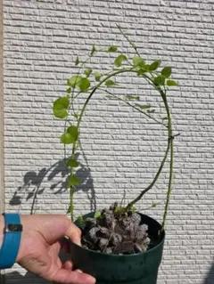 2025年最新】亀甲 長谷川の人気アイテム - メルカリ