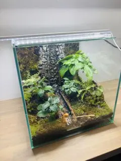 2026年最新】アクアテラリウム 滝の人気アイテム - メルカリ