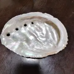 アワビの貝殻 天然