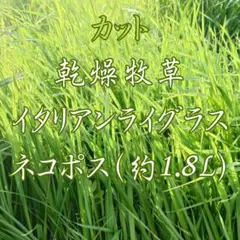 農薬不使用！乾燥牧草 イタリアンライグラス100g入り 天日干し✨⑥