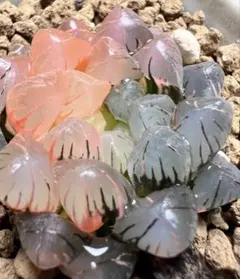 6c ハオルチア　多肉植物　紫王オブツーサ錦糊斑　自家繁殖 9G ハオルチア 多肉植物 紫王オブツーサ錦糊斑 自家繁殖 - メルカリ
