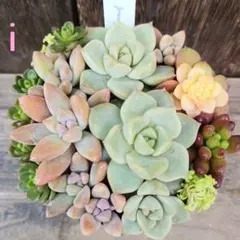 ♦️i♦️白牡丹　多肉植物 セダム 寄植え　細葉黄金万年草 抜き苗　カット