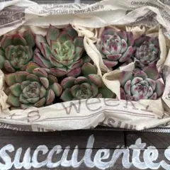 エケベリア2種セット ロータスランプ・水蜜桃 抜き苗 多肉植物