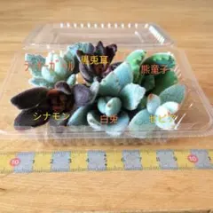 寄せ植えに　カット苗６種　詰め合わせ　うさみみ　兎　熊　現品　匿名配送