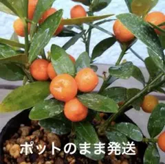 金豆（キンズ）　山野草　１１　　　　　　ポットのまま発送のサムネイル
