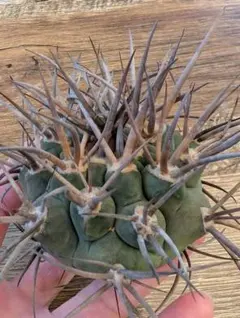 2026年最新】守金魔天竜の人気アイテム - メルカリ