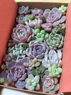 多肉植物　カット苗詰め合わせ　寄せ植えセット　多肉弁当