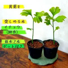 【黄葉を楽しめる木】イチョウ(銀杏)の苗木2本 ポット付きのサムネイル