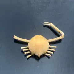 ツノナガコブシガニ フィリピン産 蟹 カニ 標本 - メルカリ