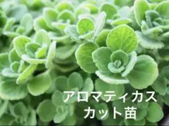 【特価！】アロマティカス カット苗 15本　無農薬　多肉植物　ハーブ