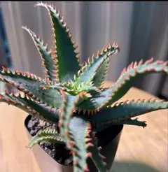 2025年最新】アロエの人気アイテム - メルカリ