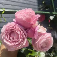 ピンク系芍薬の王道❗️『サラベルナール』 - メルカリ