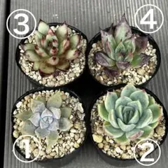 抜き苗セット　0619-6のサムネイル