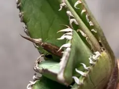 オアハカオテロイ　ワイルド株　最終値下げ オアハカオテロイ ワイルド株 最終値下げ オアハカオテロイワイルド株