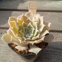 ☆多肉の気持ち☆様 リクエスト 2点 まとめ商品