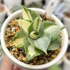 まりちゃま＊プロフ必読で～＊様 リクエスト 2点 まとめ商品