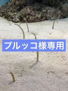 プルッコ様専用出品のサムネイル