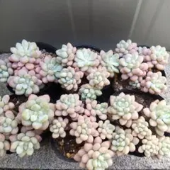 ＊PANPAN＊様 リクエスト 5点 まとめ商品