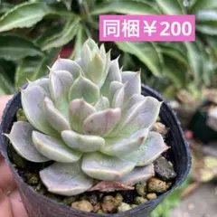 88♥七福神♥ 根あり 抜き苗 多肉植物 - メルカリ
