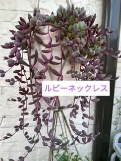 多肉植物　ルビーネックレス　カット苗