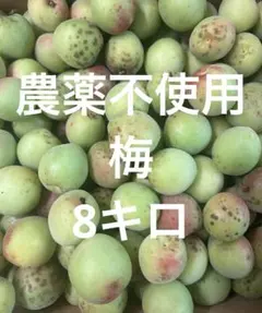 梅 豊後 採れたて 栽培期間中農薬不使用 8キロ青から中度 長野県産 